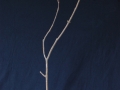 bird VI
