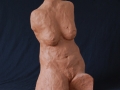 torso
